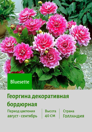 �������� Bluesette