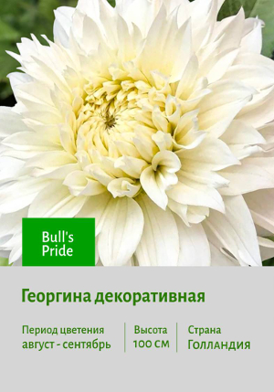 �������� Bull's_Pride