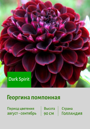 �������� Dark_Spirit