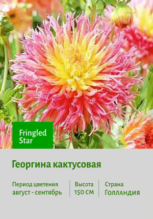 �������� Fringled_Star