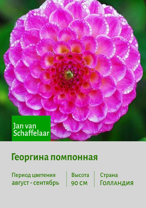 �������� Jan_van_Schaffelaar