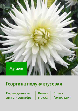 �������� My_Love