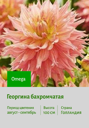 �������� Omega