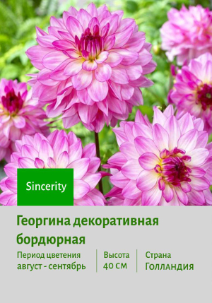 �������� Sincerity