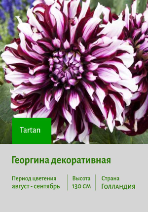 �������� Tartan