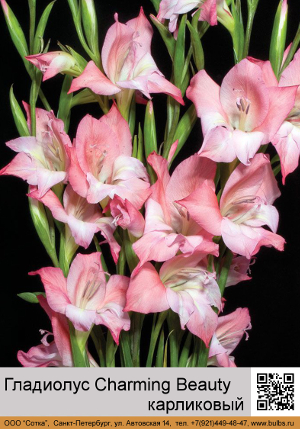 ��������� ���������� Charming_Beauty
