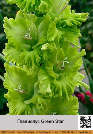 ��������� Green Star