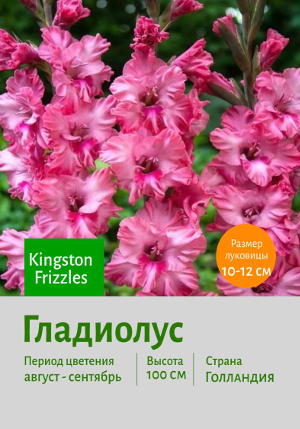 ��������� Kingston_Frizzles