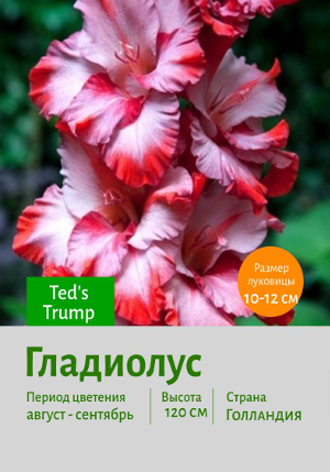 ��������� Ted's_Trump