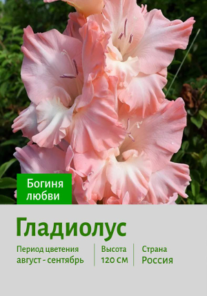 ��������� Boginya