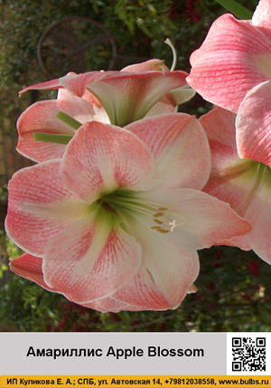 ��������� Apple_Blossom