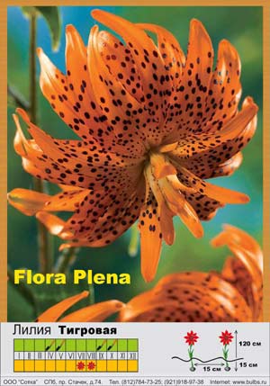 ����� Flore_Pleno