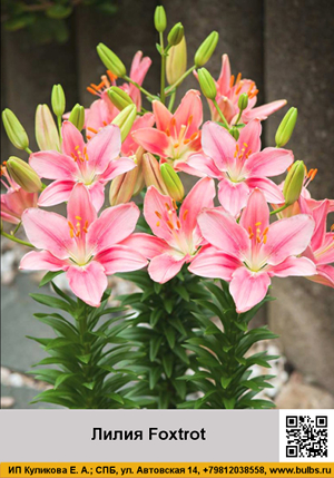 ����� Foxtrot