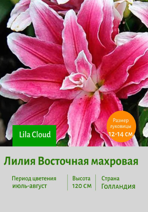 ����� Lila_Cloud