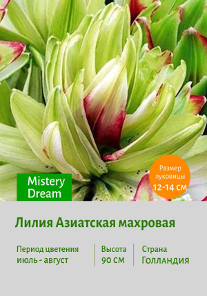 ����� Mistery_Dream