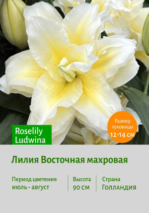 Roselily_Ludwina