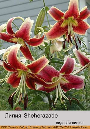 ����� Sheherazade