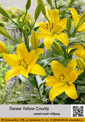 ����� Yellow_County