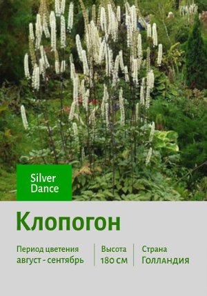 �������� Silver_Dance