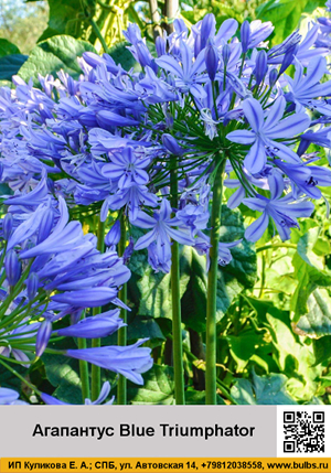 ��������� Blue Triumphator