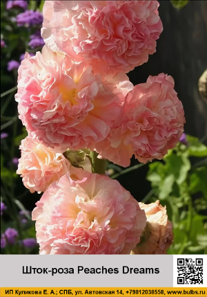 ����-���� Peaches_Dreams