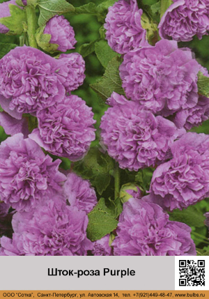 ����-���� Purple