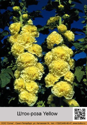 ����-���� Yellow