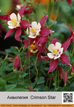 ��������� Crimson_Star