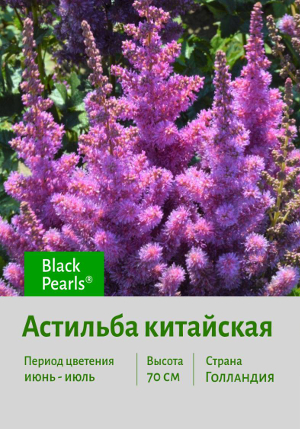 �������� �������� Black_Pearls
