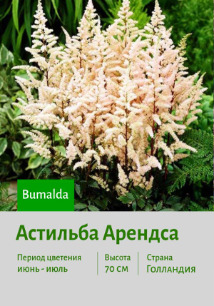 �������� ������� Bumalda