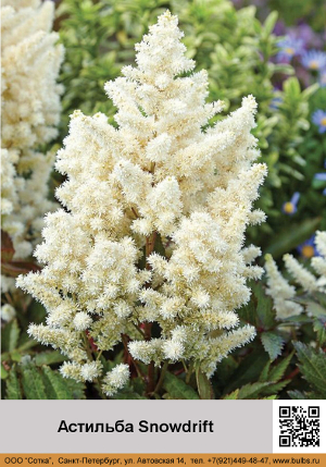 �������� ������� Snowdrift