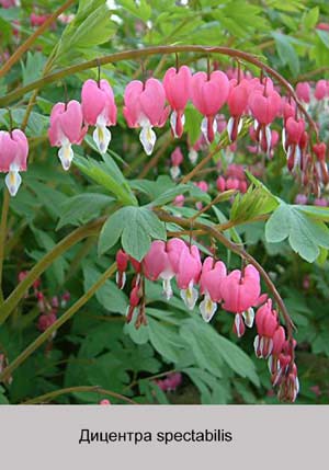 �������� spectabilis