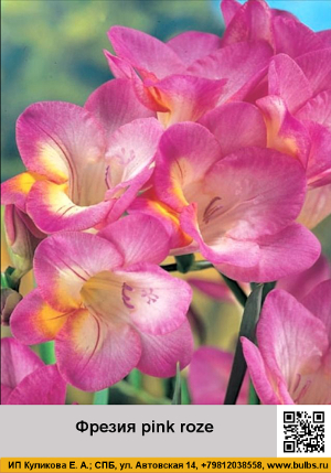 ������ pink_roze