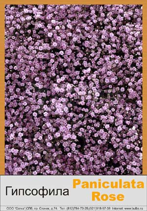 ��������� pan. Pink