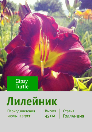 �������� Gipsy_Turtle