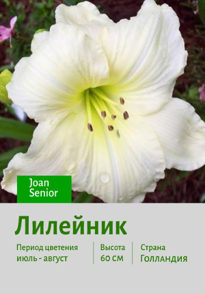 �������� Joan_Senior