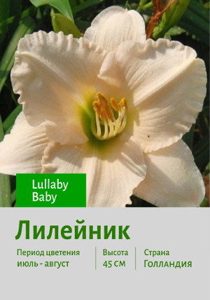 �������� Lullaby_Baby