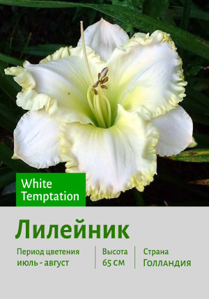 �������� White_Temptation