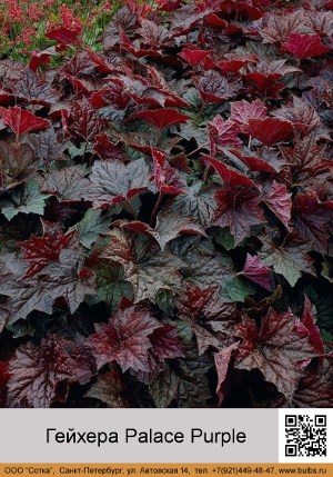 ������� Palace Purple 