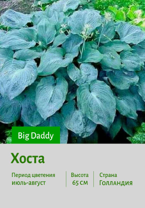 ����� Big_Daddy