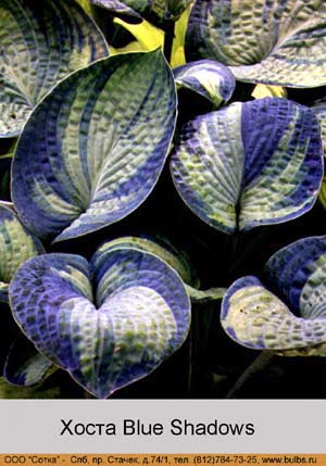 ����� Blue Shadows