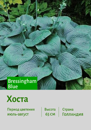 ����� Bressingham_Blue