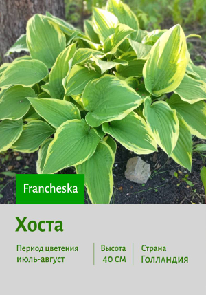 ����� Francheska