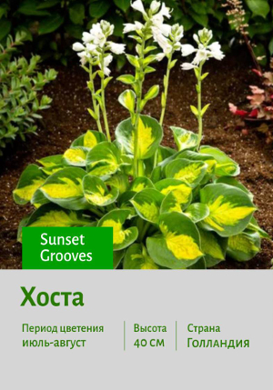 ����� Sunset_Grooves