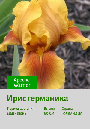 ���� ��������� Apeche_Warrior