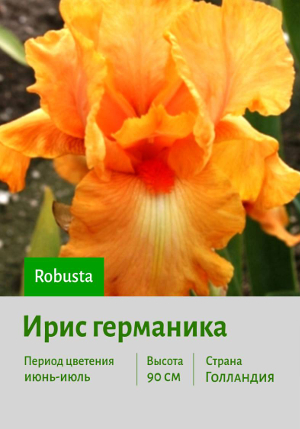 ���� ��������� Robusta