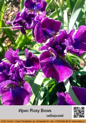 ���� ��������� Rosy_Bows