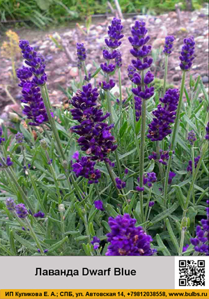 ������� Dwarf_Blue