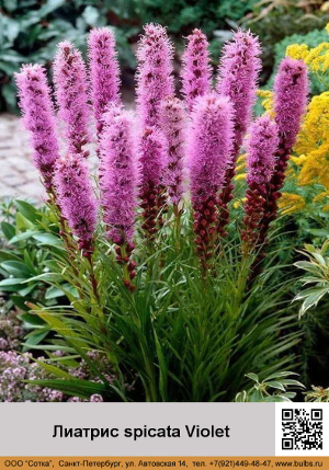 ������� spicata_Violet