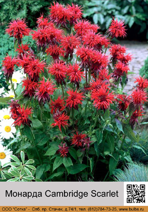 ������� Cambridge Scarlet